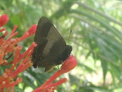 Lamprospilus collucia