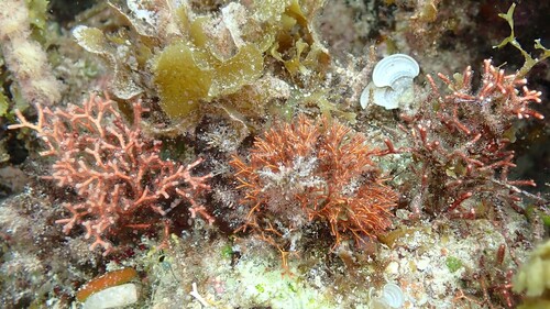 Actinotrichia observed 2025-11-16