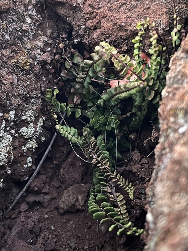 Asplenium densum observed 2025-12-21