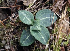 Goodyera schlechtendaliana