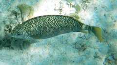 Siganus spinus