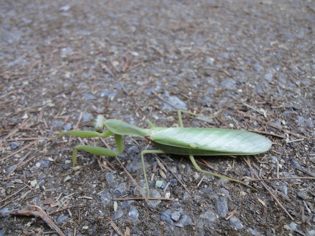 Hierodula macrodentata
