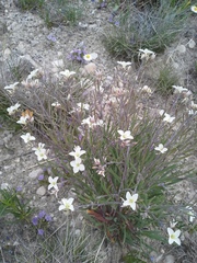Nerisyrenia linearifolia