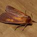 Orange Astelia Wainscot - Photo (c) Possums' End, some rights reserved (CC BY), uploaded by Possums' End