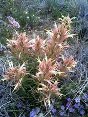 Castilleja sessiliflora