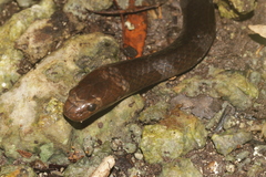 Crocker's Sea Snake photo 5