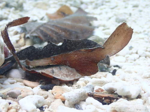 Ghost Pipefish