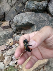 Melanophryniscus diabolicus
