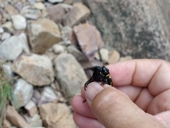 Melanophryniscus diabolicus
