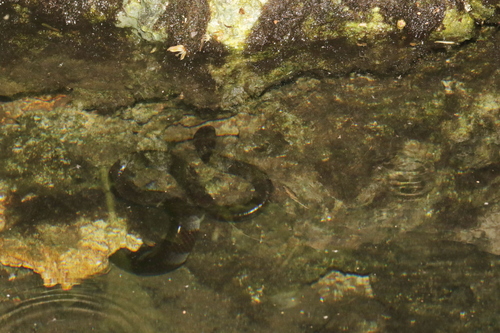 Rennell Island Sea Krait