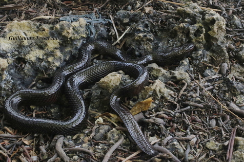 Rennell Island Sea Krait