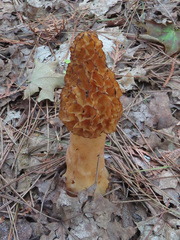 Morchella americana
