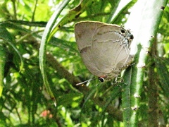 Panthiades bitias