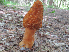 Morchella americana