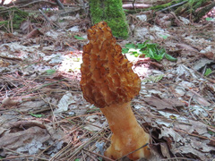 Morchella americana