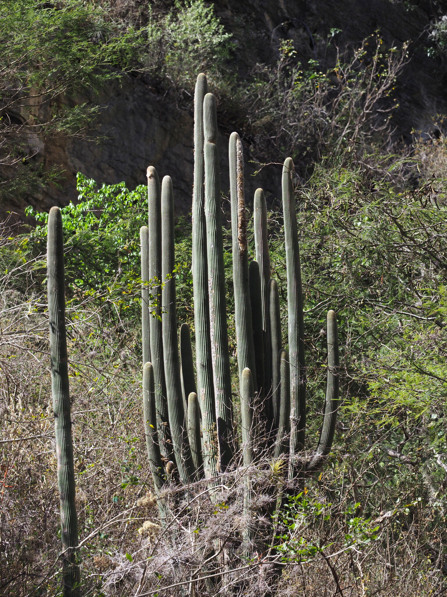 Espostoa utcubambensis