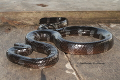 Crocker's Sea Snake photo 4