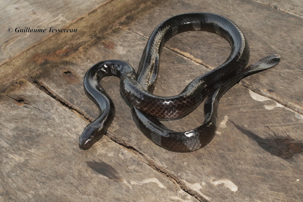 Crocker's Sea Snake