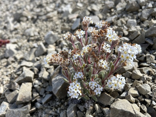 Myosotis traversii, 2025-12-21