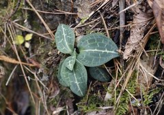 Goodyera schlechtendaliana