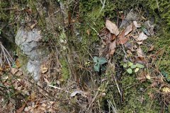 Goodyera schlechtendaliana