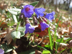Pulmonaria australis