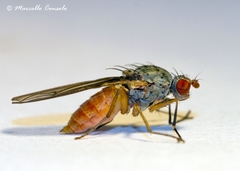 Tephrochlamys tarsalis