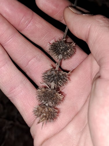 downy pagoda plant (Blephilia ciliata)