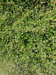 Muehlenbeckia axillaris × complexa