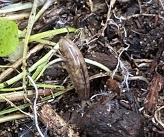 Arcitalitrus sylvaticus