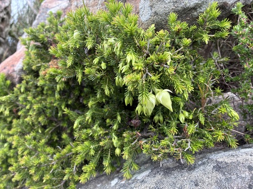 Gooseberry Heath (Erica halicacaba)
