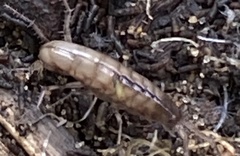 Arcitalitrus sylvaticus