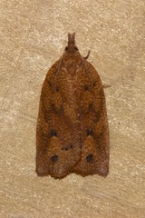 Planotortrix