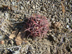 Ferocactus recurvus