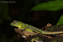 Long's Forest Dragon photo 2