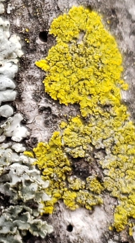 Candleflame Lichen