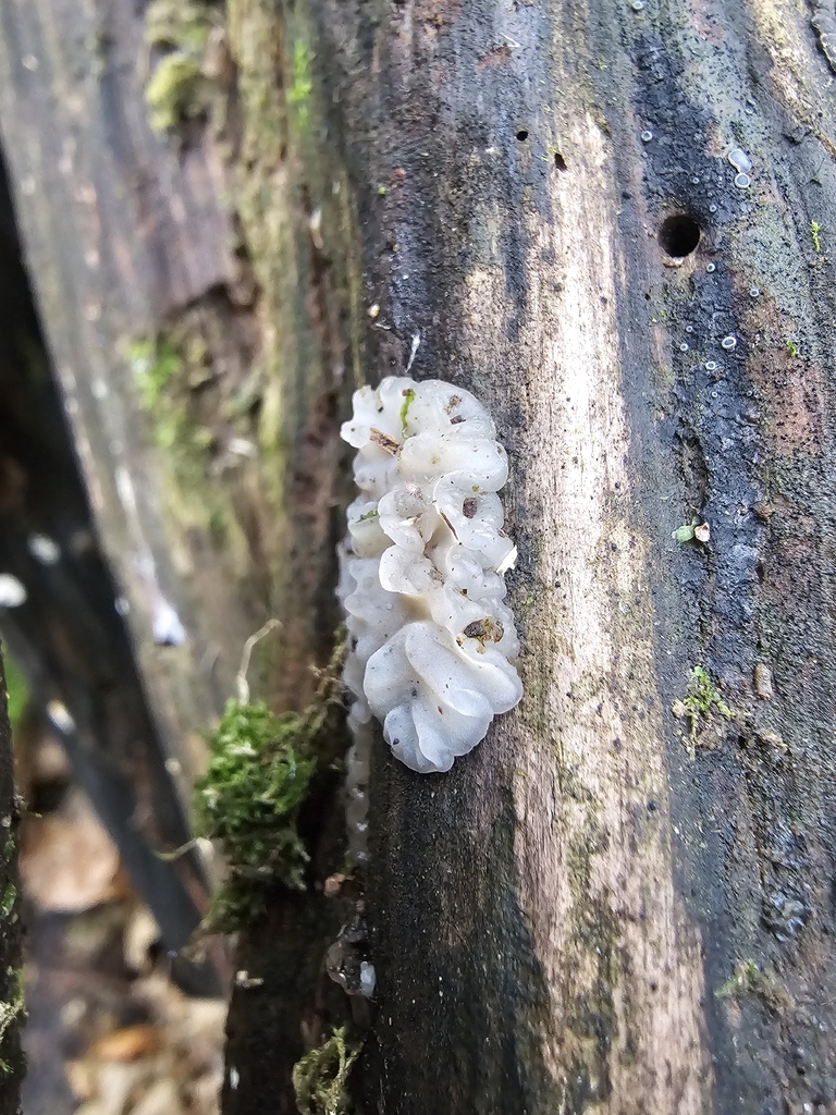 Exidia thuretiana · December 2025 · photo: © seren_y_bore (iNaturalist, cc-by)