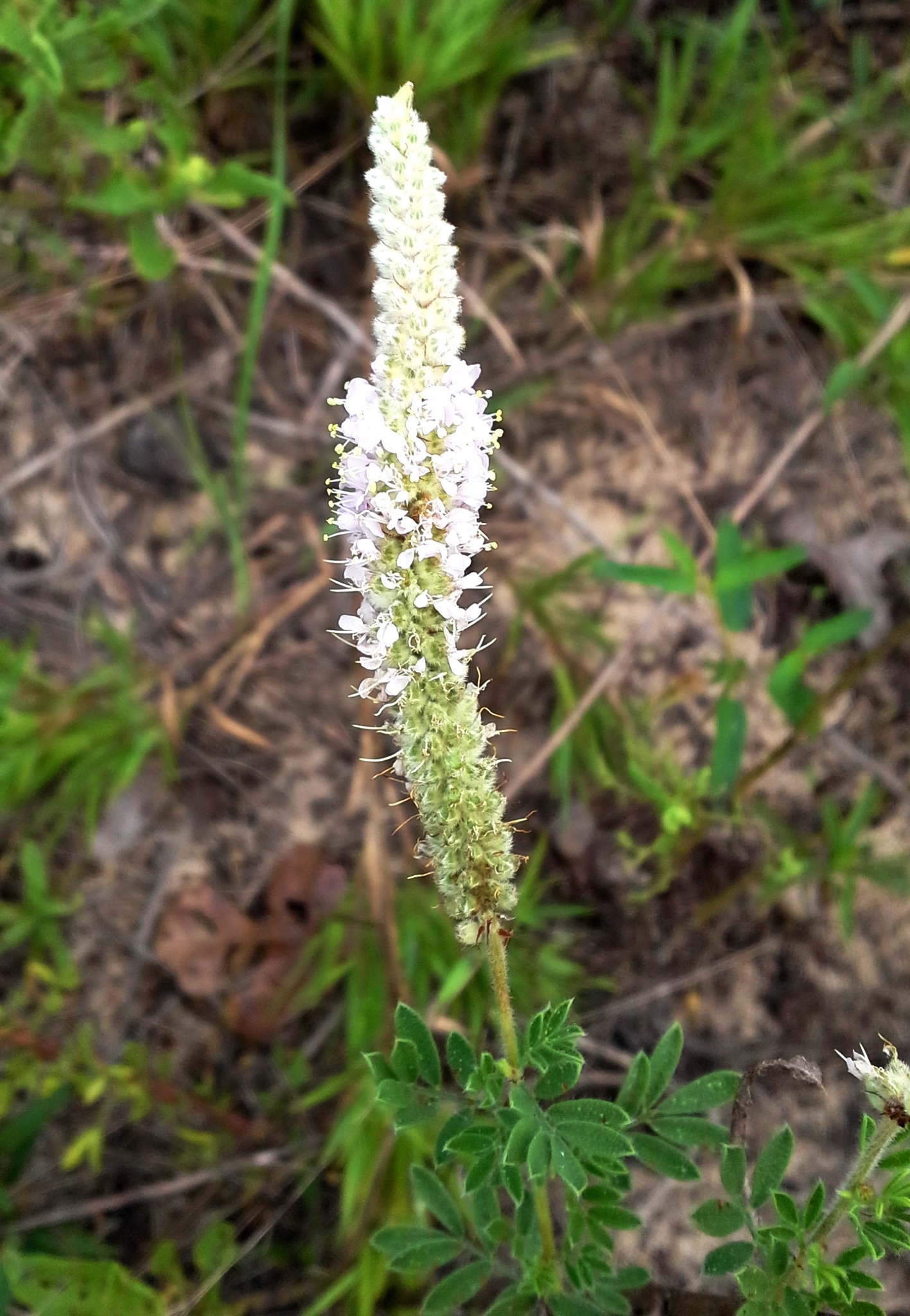 Dalea villosa var. grisea