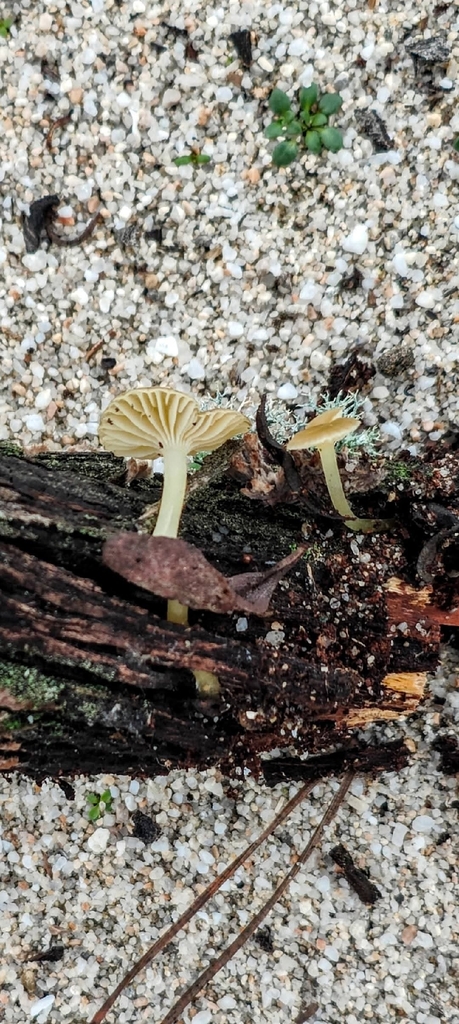 Chrysomycena dunicola