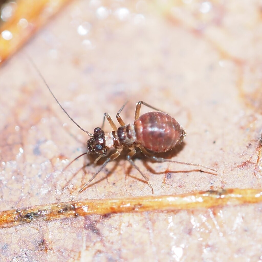 Valenzuela gynapterus