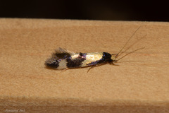 Opogona comptella