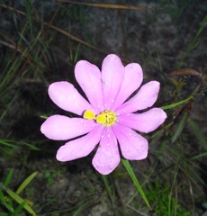 Sabatia gentianoides