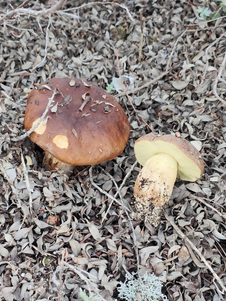 Leccinellum sandmanii · December 2025 · photo: © davidepuddu (iNaturalist, cc-by)