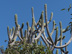 Browningia altissima, photograph (c) Rosario Douglas, some rights reserved (CC BY)