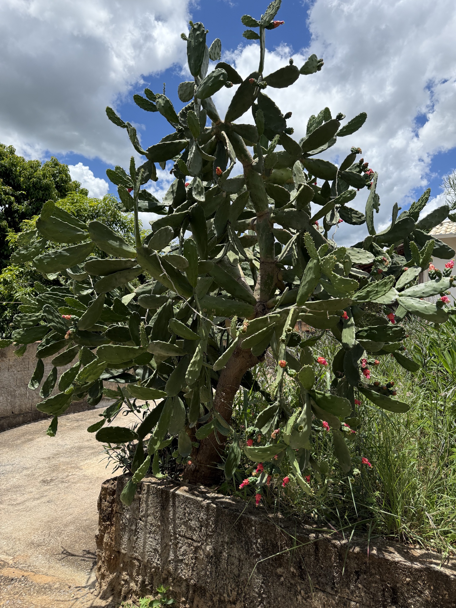 Opuntia cochenillifera