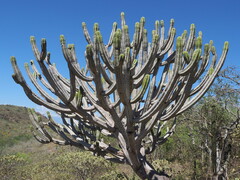Browningia altissima, photograph (c) Rosario Douglas, some rights reserved (CC BY)
