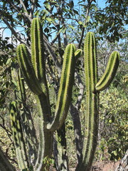 Browningia altissima, photograph (c) Rosario Douglas, some rights reserved (CC BY)