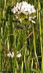 Allium neapolitanum