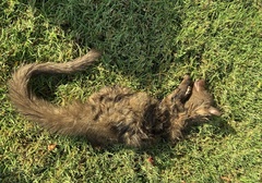 Paradoxurus musangus