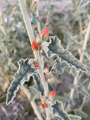Sphaeralcea orcuttii
